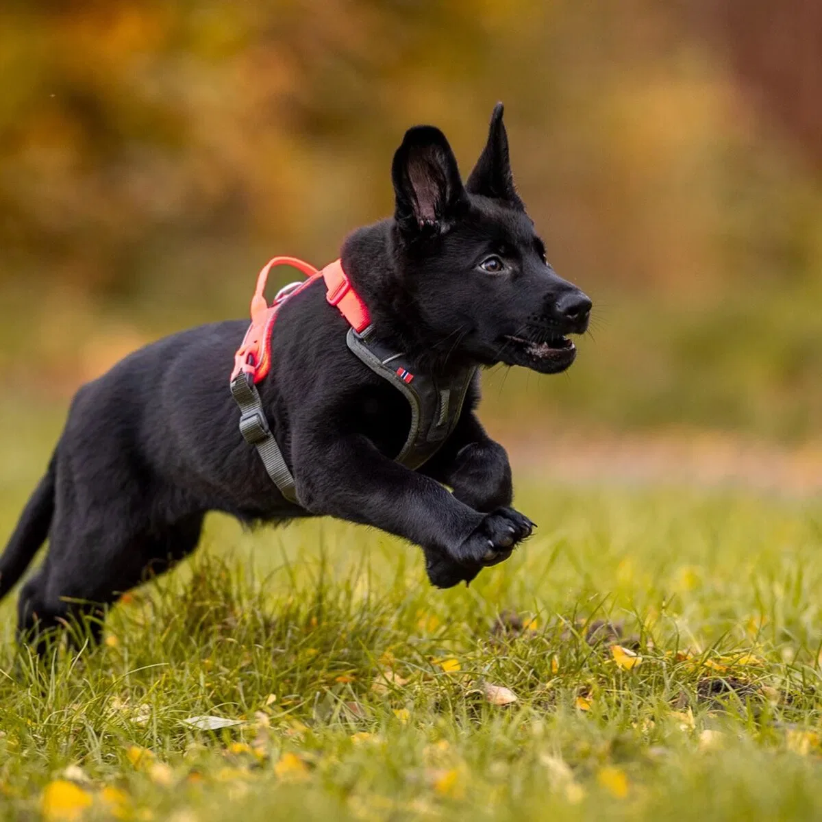 картинка Шлейка для собак Ramble Non-Stop Dogwear, зеленый от магазина Одежда+