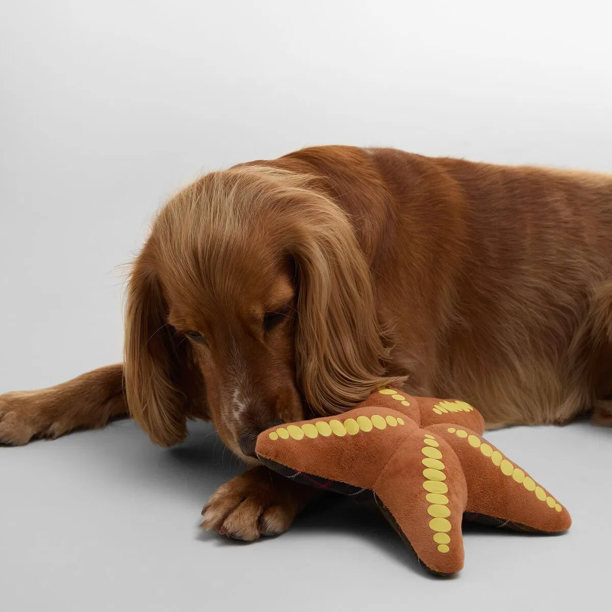 картинка Игрушка для собак в виде морской звезды Barbour, Starfish от магазина Одежда+
