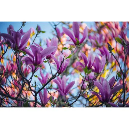 картинка Оптика Lensbaby Twist 60 от магазина Одежда+