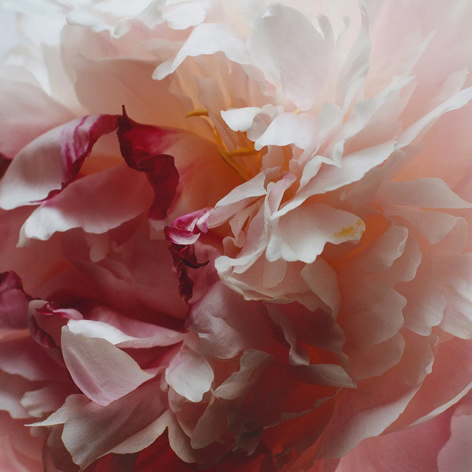 картинка Одеколон 10мл Peony & Blush Suede JO MALONE LONDON от магазина Одежда+